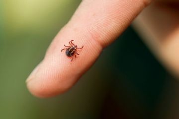 Avvio Del Progetto Di Prevenzione Delle Patologie Trasmesse Da Zecche.